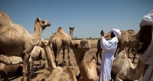 Ababa Rizeigat in North Darfur (Albert Gonzalez Farran/UNAMID)